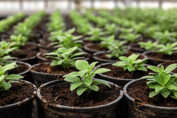 Många krukor med jord och färska växande plantor i växthuset, närbild — Stockfoto