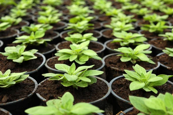 Muitas mudas verdes frescas que crescem em vasos com solo, close-up — Fotografia de Stock