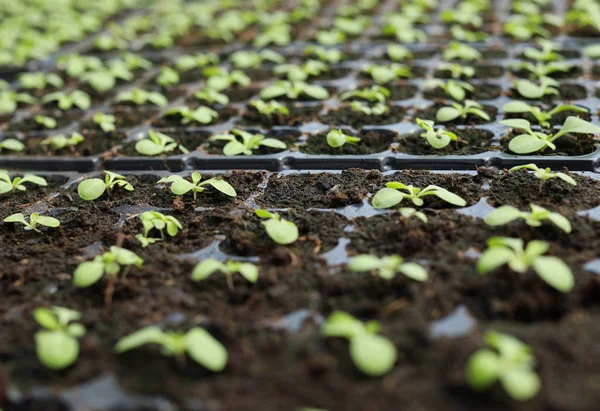 Muitas mudas frescas crescendo em bandejas de cultivo, close-up — Fotografia de Stock