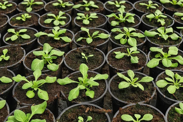 Many fresh green seedlings growing in pots with soil, closeup — Stock Photo, Image