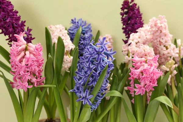 Vackra vårblommor hyacint på färg bakgrunden, närbild — Stockfoto