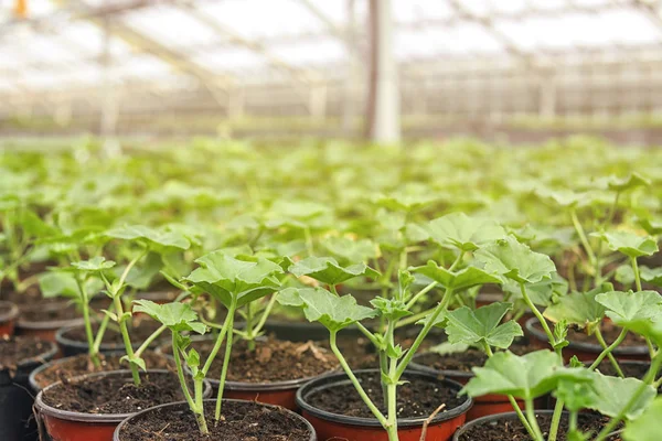 Många krukor med jord och färska plantor i växthuset, närbild — Stockfoto