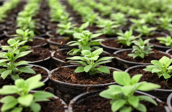 Många färska gröna plantor som växer i krukor med jord, närbild — Stockfoto