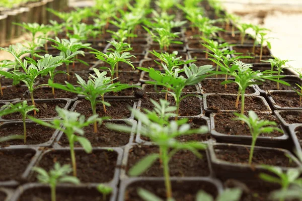 Molte piantine verdi fresche che crescono in vasi con terreno, primo piano — Foto Stock