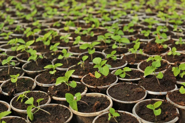 Många färska gröna plantor växande i starter krukor med jord, närbild — Stockfoto