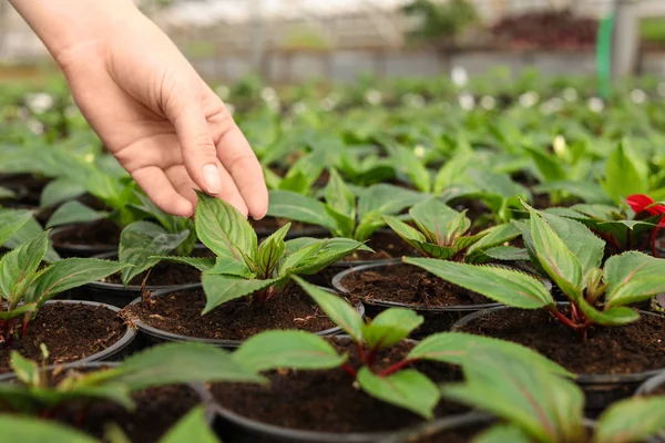 Kvinnan tar hand om plantor i växthuset, närbild. Utrymme för text — Stockfoto