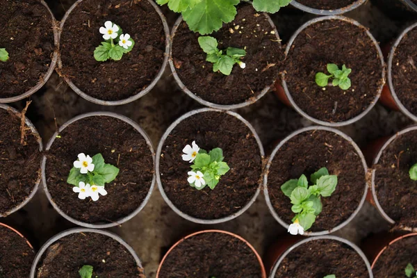 Beaucoup de fleurs en fleurs poussant dans des pots avec de la terre, vue de dessus — Photo