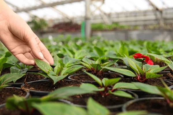 Kvinnan tar hand om plantor i växthuset, närbild. Utrymme för text — Stockfoto