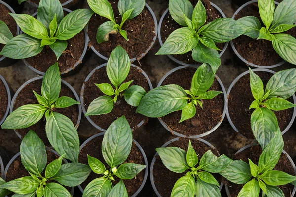 Plantules vertes fraîches poussant dans des pots avec terre, vue de dessus — Photo