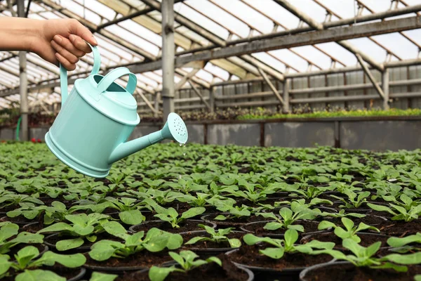 Kvinna vattning färska växande plantor i växthuset, närbild. Utrymme för text — Stockfoto