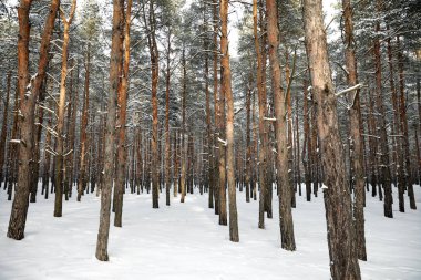 Güzel çam ormanı karla kaplı Kış gününde