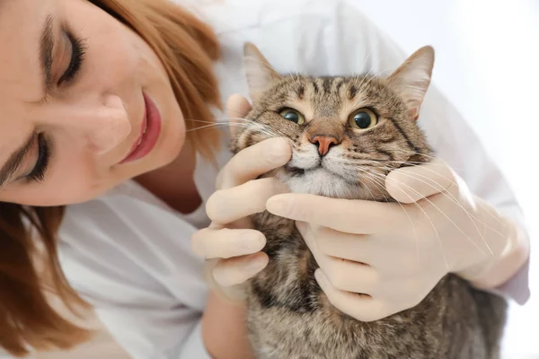 Professionell veterinär undersöka kattens tänder i klinik — Stockfoto