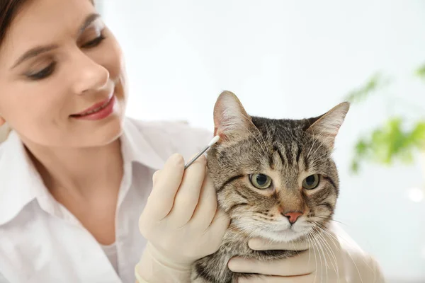 Professional veterinarian cleaning cat's ears in clinic — Stock Photo, Image