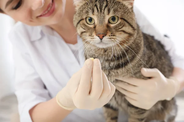 Veterinarian giving pill to cute cat in clinic — Stock Photo, Image