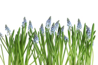 Güzel bahar muscari çiçekleri beyaz arka plan üzerinde