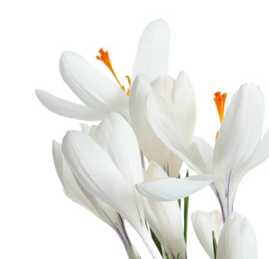 Güzel bahar crocus çiçekleri beyaz arka plan üzerinde