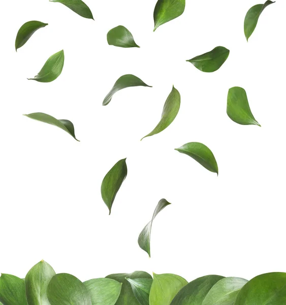 Set of falling green fresh leaves on white background
