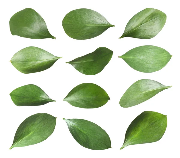 Σειρά από πράσινα φρέσκα φύλλα σε λευκό φόντο — Φωτογραφία Αρχείου