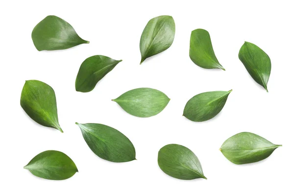 Набір зелених свіжих листя на білому тлі — стокове фото