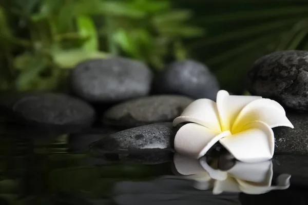 Kamienie Zen i egzotyczny kwiat w wodzie przed niewyraźne tło. Miejsce na tekst — Zdjęcie stockowe