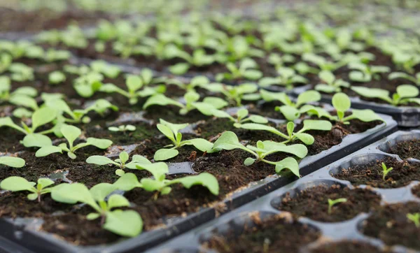 Muitas mudas frescas crescendo em bandejas de cultivo, close-up — Fotografia de Stock