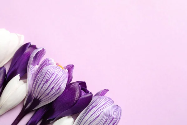 Lapos laikus összetétele a színes háttér, hely a szöveg tavaszi sáfrány virágokkal — Stock Fotó