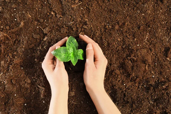 Mujer plantando plántulas verdes en el suelo, vista superior. Espacio para texto — Foto de Stock