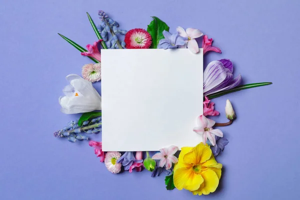 Επίπεδη lay σύνθεση με λουλούδια άνοιξη Υάκινθος και κενή κάρτα στο χρώμα φόντου, χώρο για το κείμενο — Φωτογραφία Αρχείου