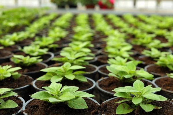 Beaucoup de pots avec de la terre et des semis frais en serre, gros plan — Photo