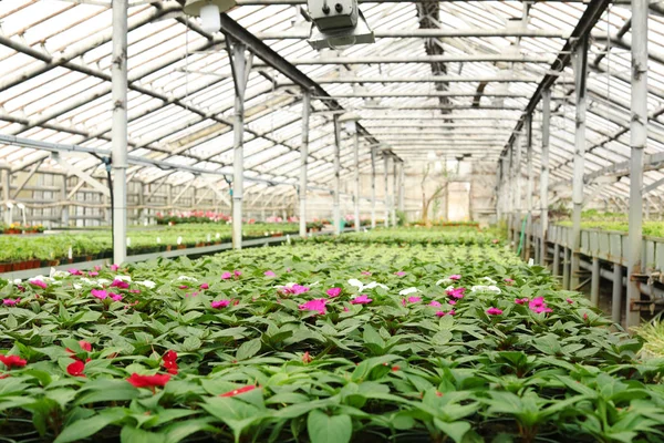 Många krukor med färska plantor och blommande blommor i växthus — Stockfoto
