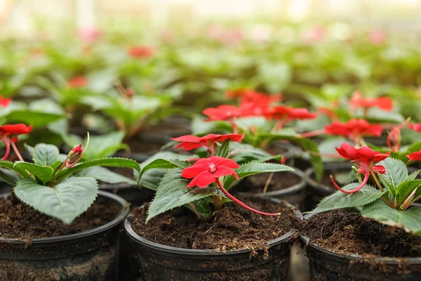 Många blommande blommor som växer i krukor med jord, närbild — Stockfoto