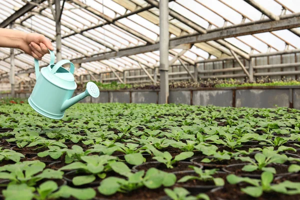 Kvinna vattning färska växande plantor i växthuset, närbild. Utrymme för text — Stockfoto