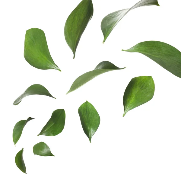 흰색 바탕에 떨어지는 녹색 신선한 잎의 집합 — 스톡 사진