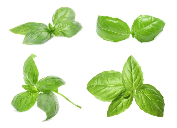 Uppsättning av färska gröna basilikablad på vit bakgrund — Stockfoto