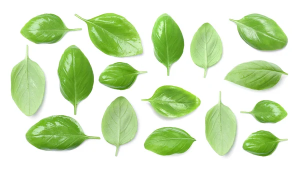 Set med färska gröna basilika blad på vit bakgrund, uppifrån — Stockfoto
