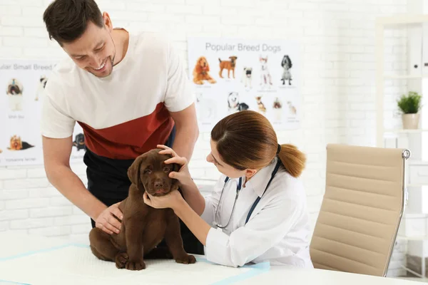 Man med sitt hus djur besökande veterinär i kliniken. Doc undersöker Labrador valp — Stockfoto