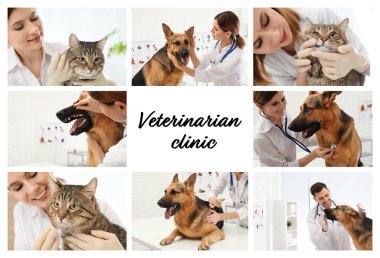 Veteriner klinikte doktorlar ve evcil hayvanlar ile kolaj