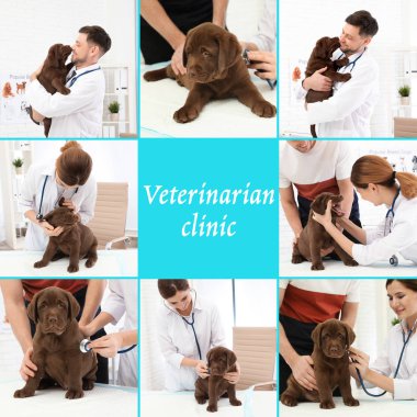 Veteriner klinikte doktorlar ve evcil hayvanlar ile kolaj