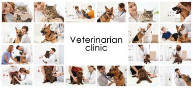 Veteriner klinikte doktorlar ve evcil hayvanlar ile kolaj