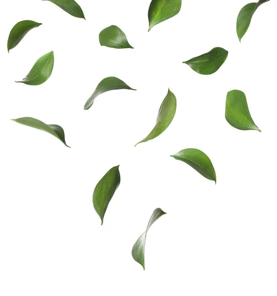 Conjunto de folhas verdes frescas caindo no fundo branco — Fotografia de Stock