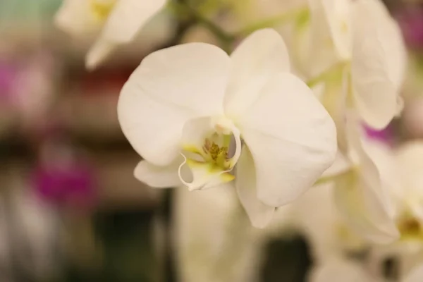Orquídea tropical florescendo bonita no fundo borrado, close-up — Fotografia de Stock