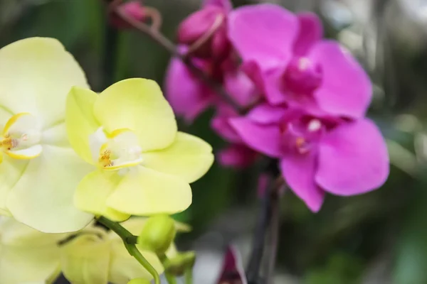 Smukke blomstrende tropiske orkideblomster på sløret baggrund, closeup - Stock-foto