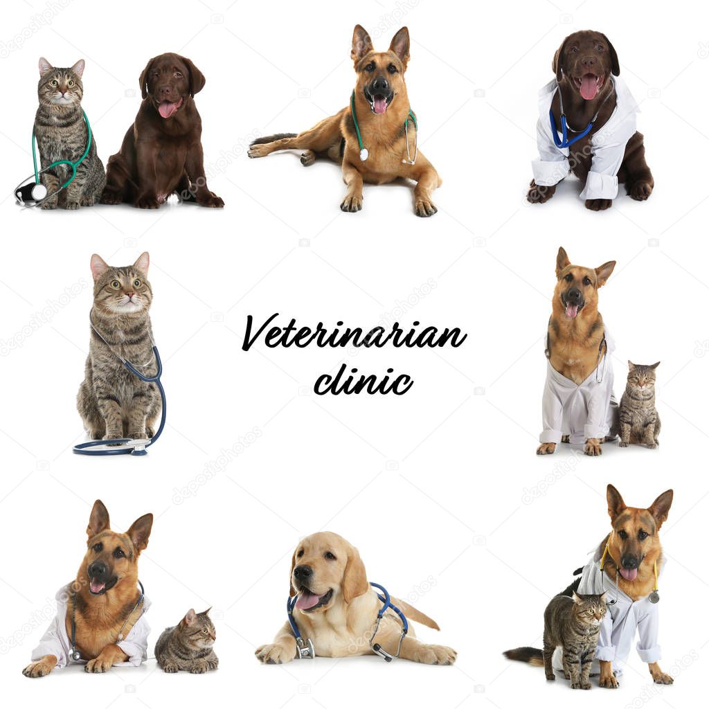 Collage with adorable pets on white background. Veterinarian clinic