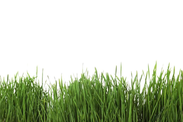 Erba fresca di grano verde su sfondo bianco — Foto Stock