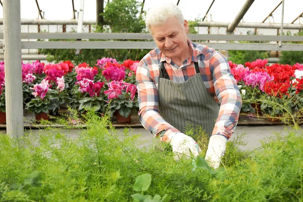 Érett férfi vigyáz növények üvegházhatású. Házi kertészkedés — Stock Fotó