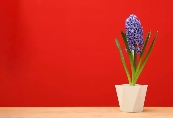 Belo jacinto no pote na mesa contra fundo de cor, espaço para texto. Flor de primavera — Fotografia de Stock