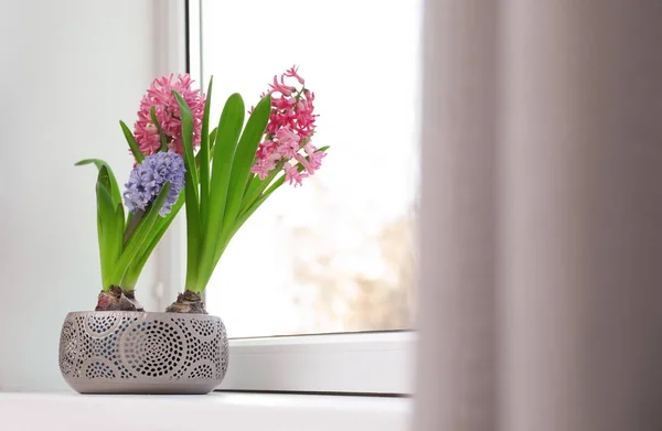 Bloeiende lente hyacint bloemen op Sill thuis, ruimte voor tekst — Stockfoto