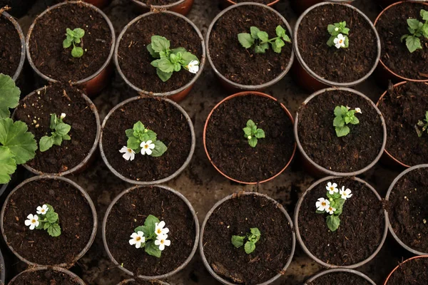 Beaucoup de fleurs en fleurs poussant dans des pots avec de la terre, vue de dessus — Photo