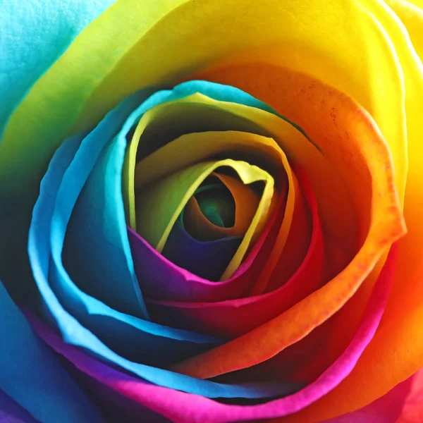 Piękny tęczowy Kwiat Róża jako tło, zbliżenie. Społeczność gejowska — Zdjęcie stockowe