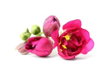 Beyaz üzerinde izole güzel bahar Freesia çiçekler